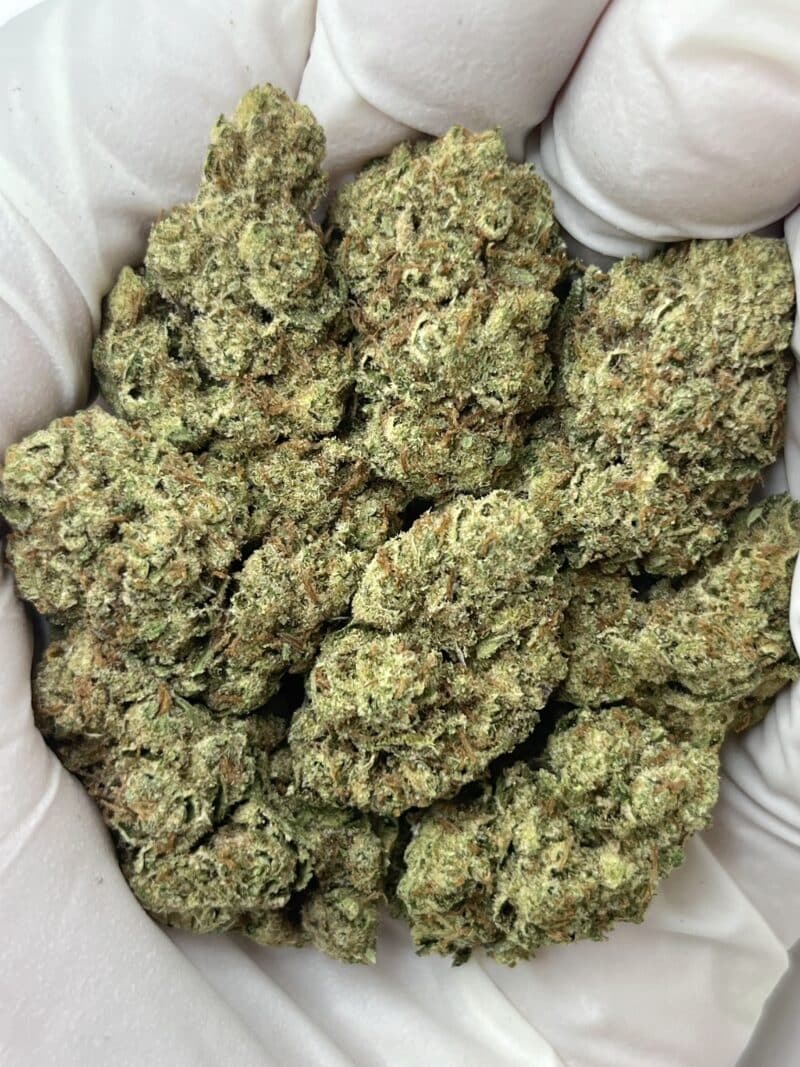 1 Pound THCa Flower - Cheetah Piss Big