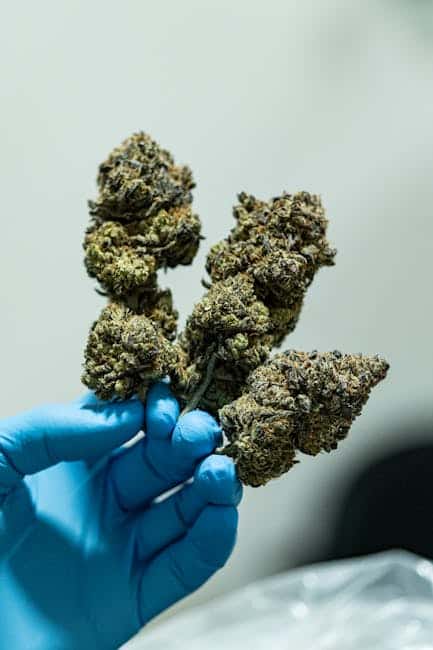 Dense Indica cannabis buds highlighting their compact structure and rich color
