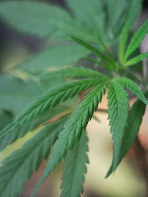 Sativa cannabis leaf showcasing the distinctive narrow and serrated leaf pattern