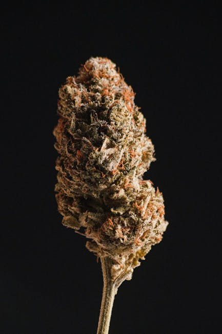 Macro shot of THCA flower buds highlighting trichomes for premium strains