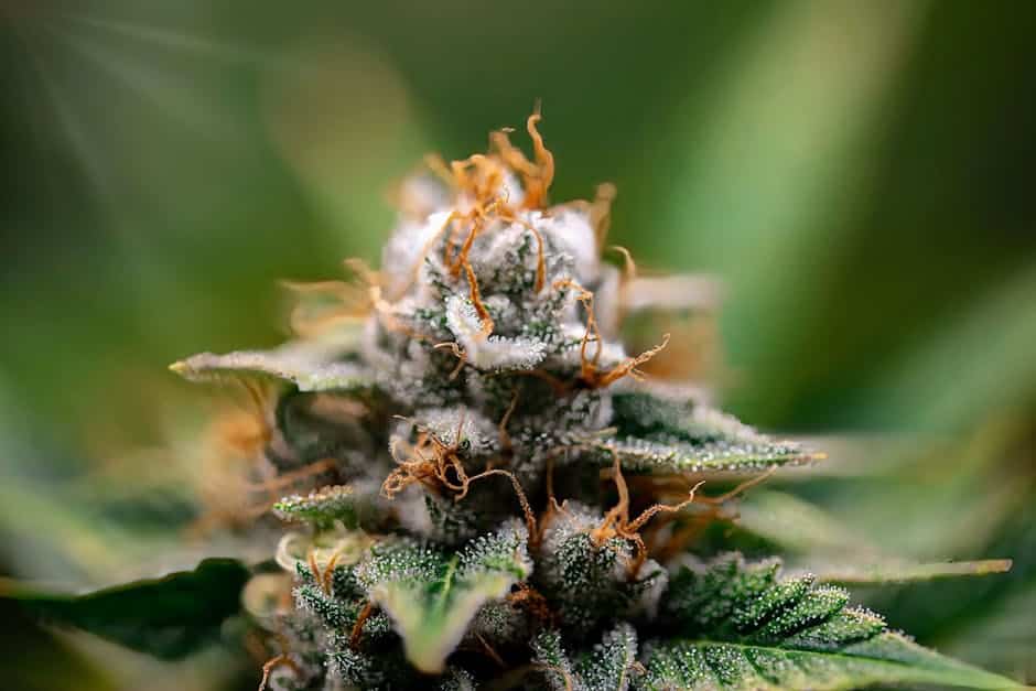 Macro shot of premium THCA flower strain with visible trichomes