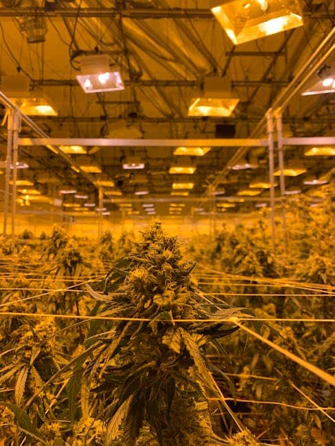 Indoor THCA cannabis plants under artificial grow lights