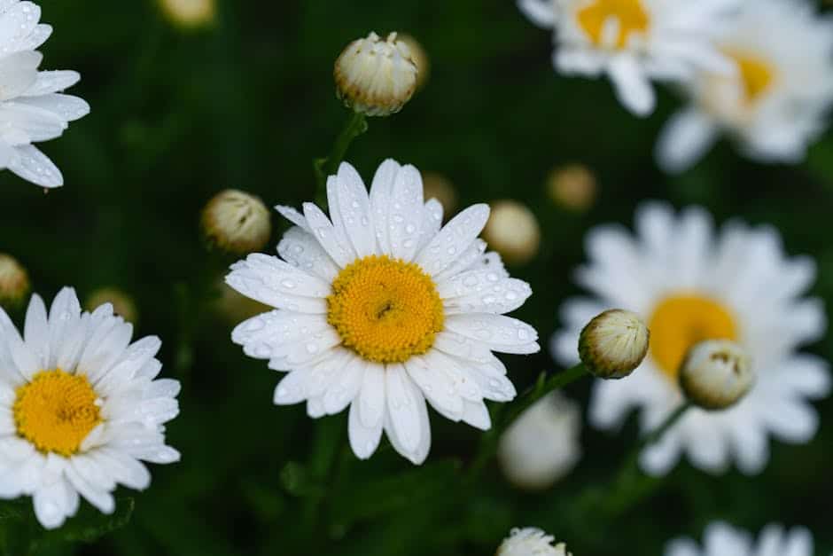 Close-up of THCA flower buds illustrating natural trichome structure