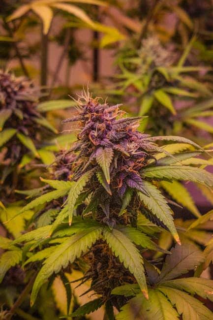 Comparison between THCA and CBD flower showcasing distinct bud structures and colors