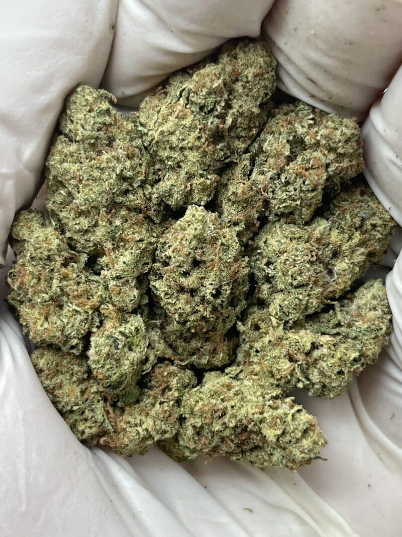 1 Pound THCa Flower - Cheetah Piss Big