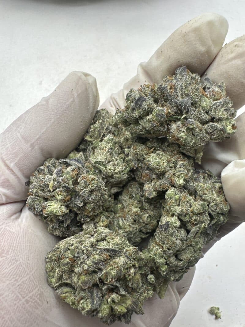 Platinum Lemon Gushers THCA flower buds