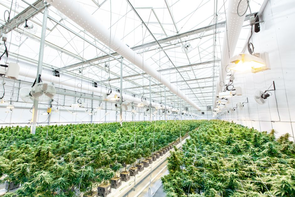 Indoor-grown THCA flower plants under LED lights in a controlled environment