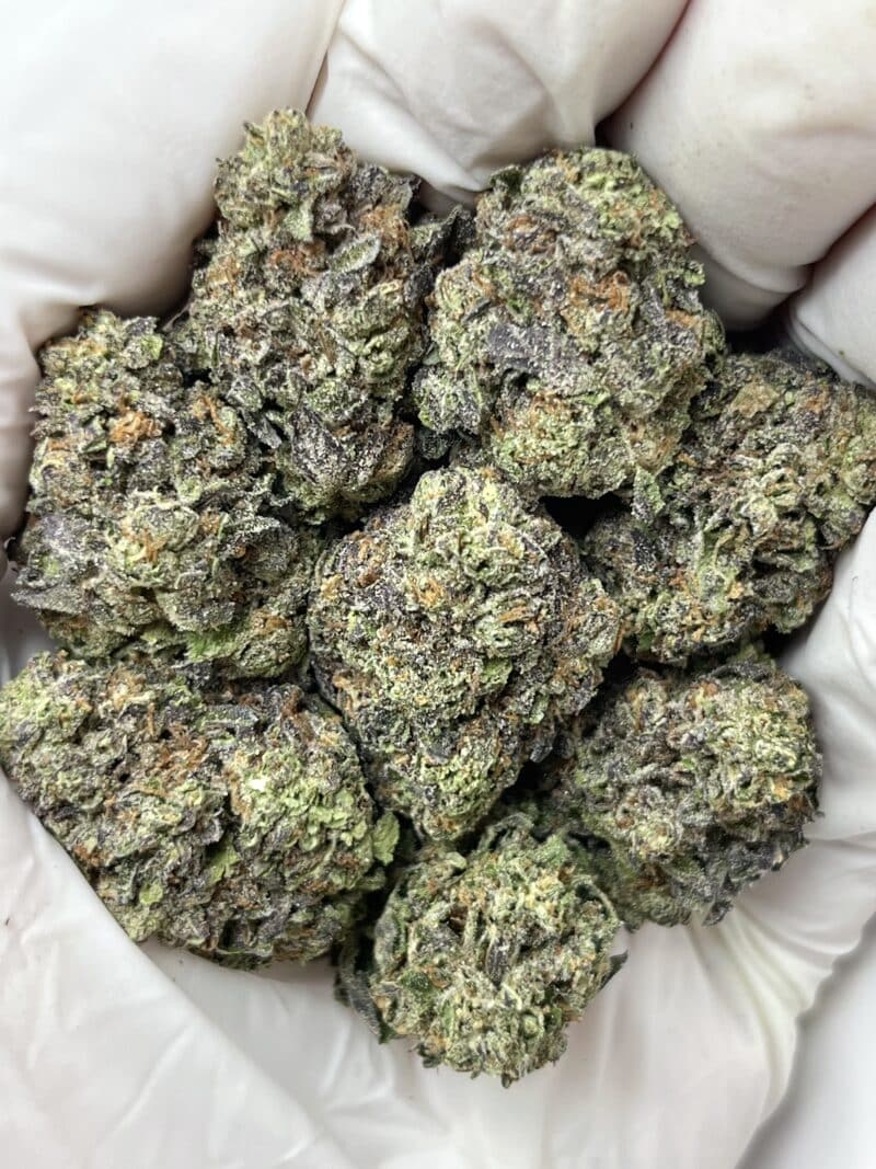 Gelato 45 THCA flower buds