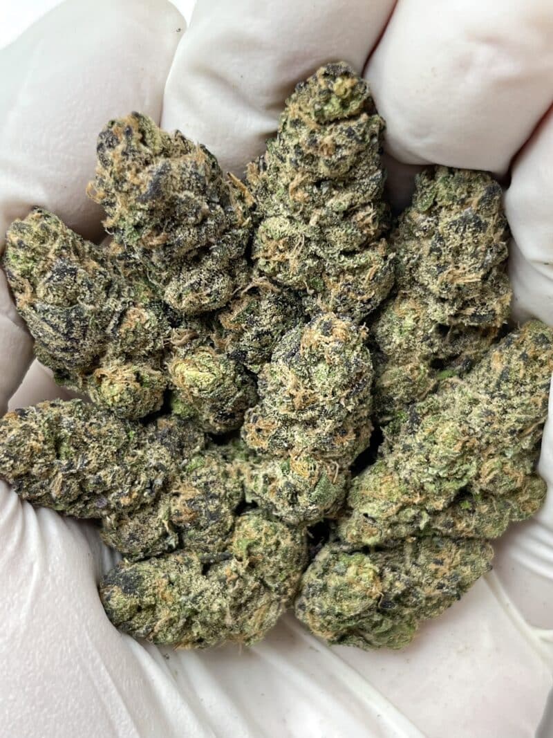 Blue Cayman THCA flower buds