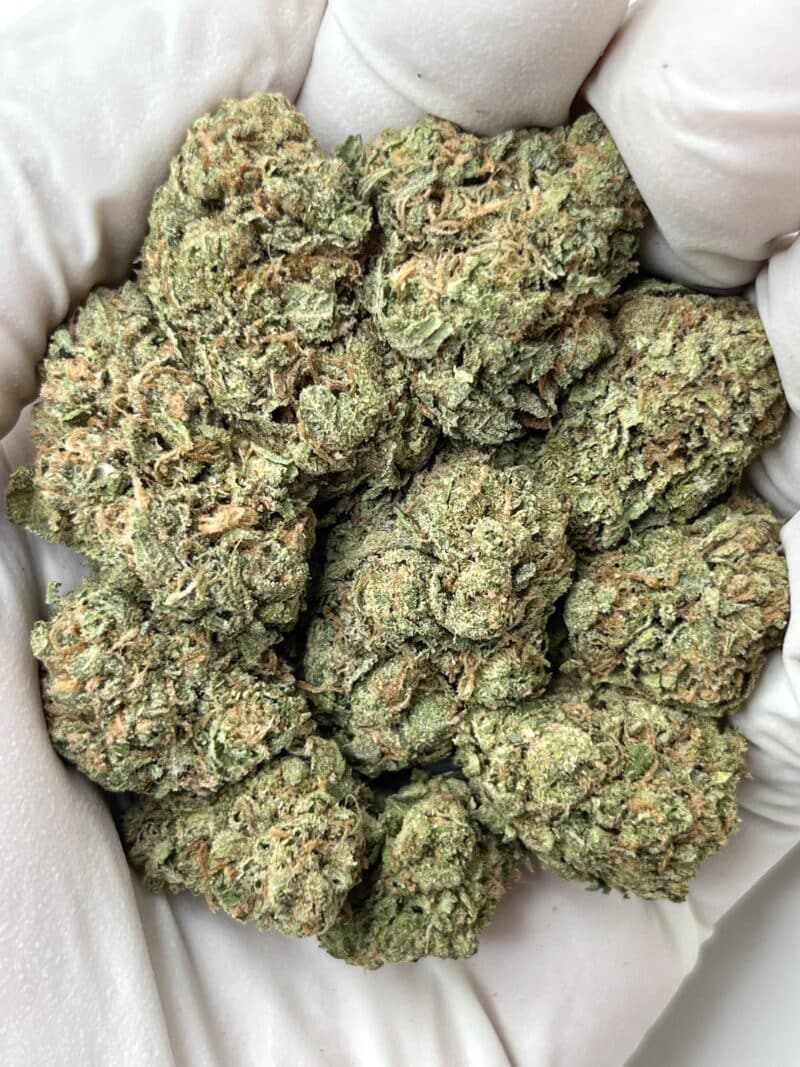 1 Pound THCa Flower - Gelato Big