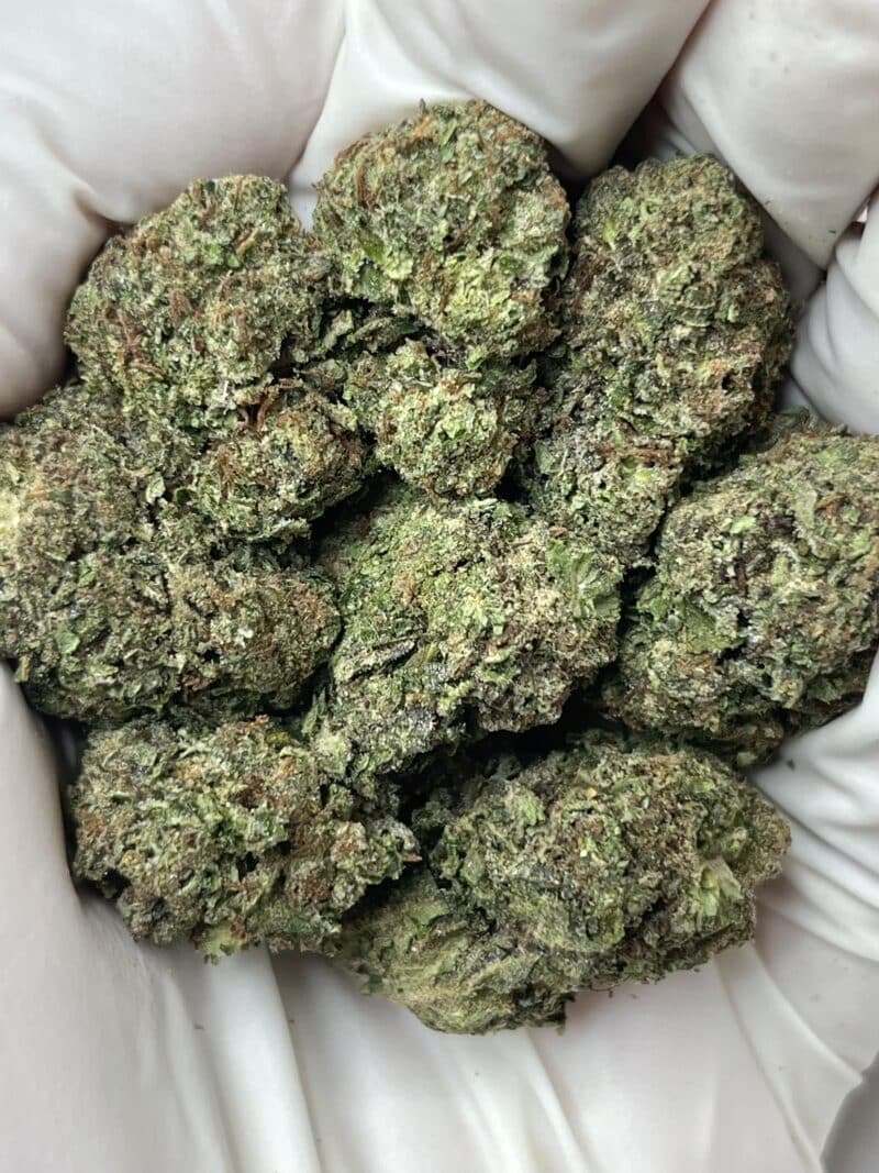 1 Pound THCa Flower - Gelato 41 Big