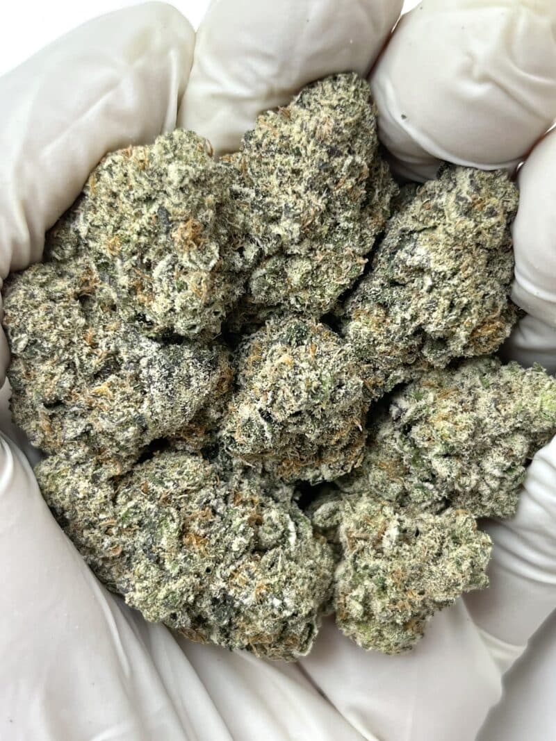 Biscotti X Zwish THCA flower buds