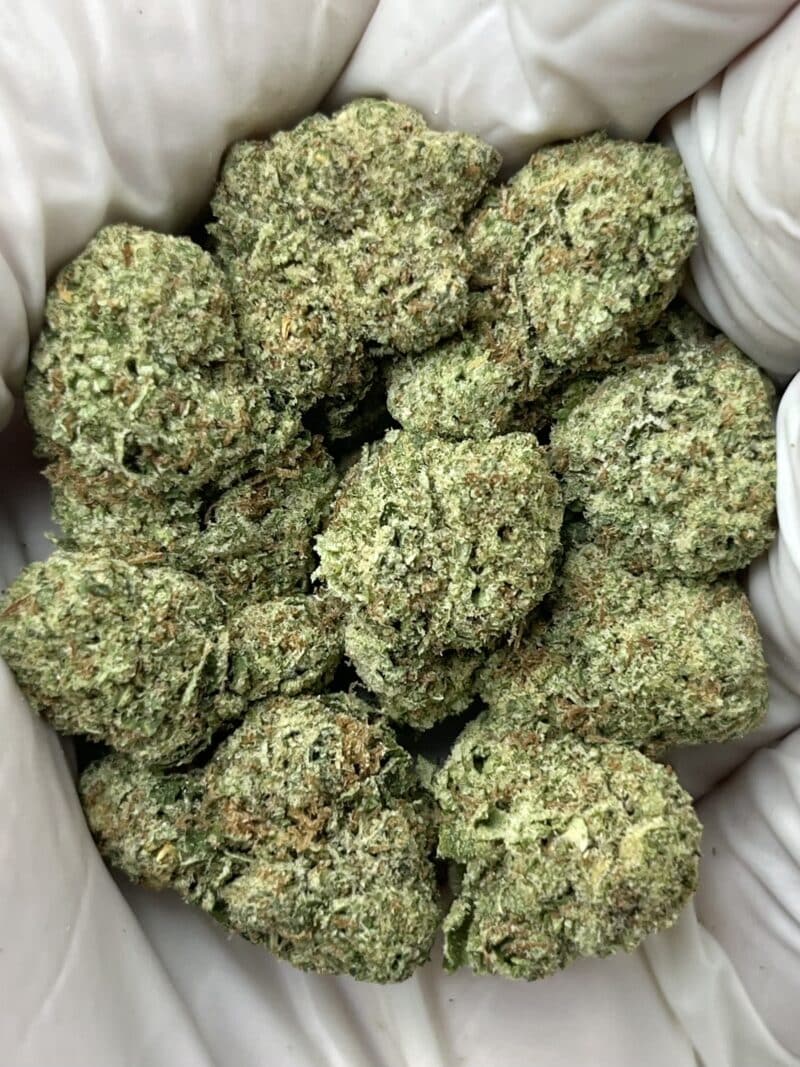Purple Rhino THCA flower buds