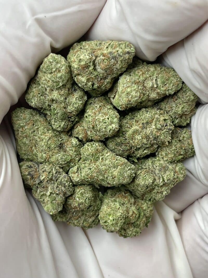 Gush Mints THCA flower buds