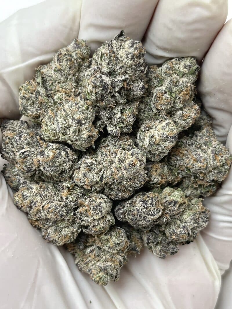 Black Cherry Zoda THCA flower buds