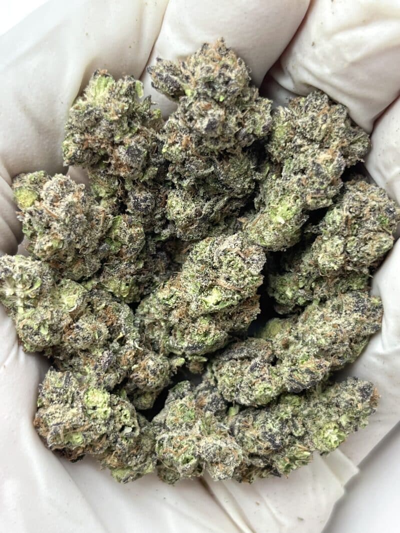 Government Oasis THCA flower buds