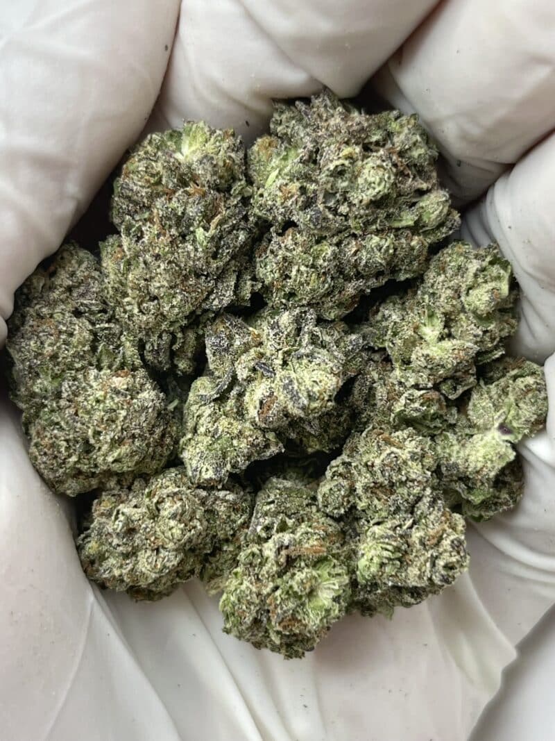 Gelato Ice THCA flower buds