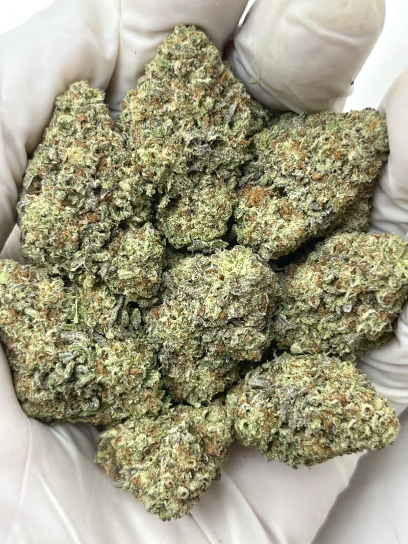 White GMO THCA flower buds