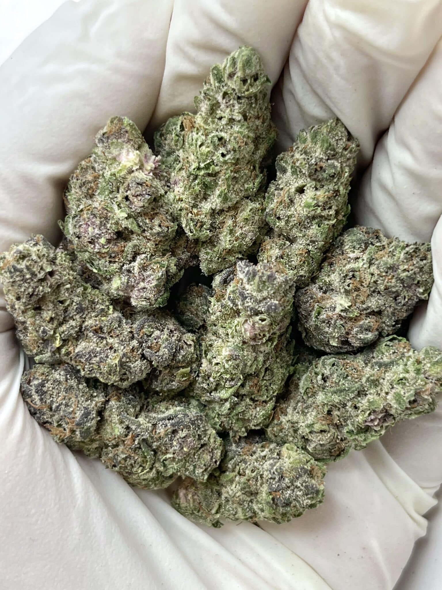 Garlotti THCA flower buds