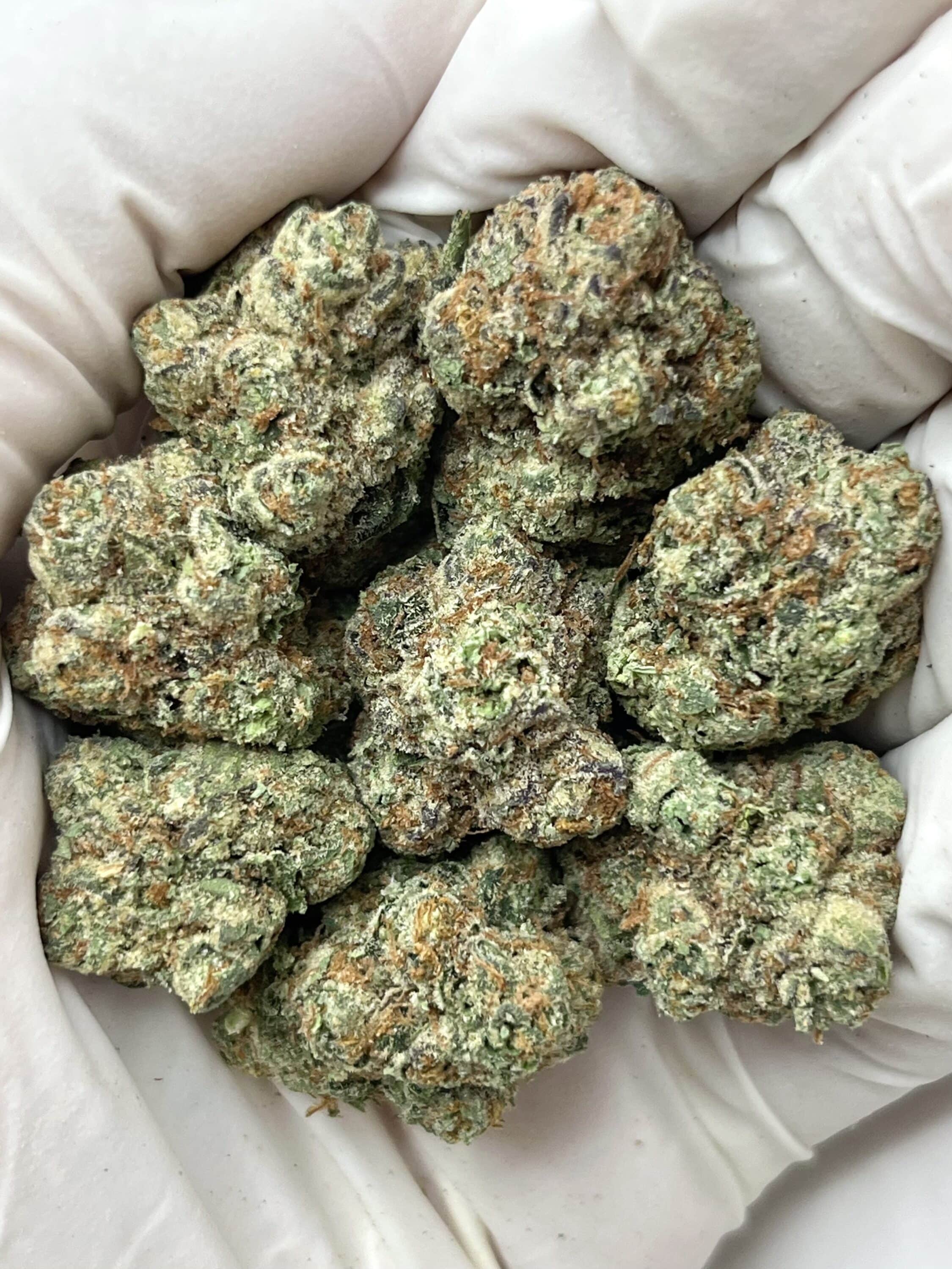 White Russian THCA flower buds