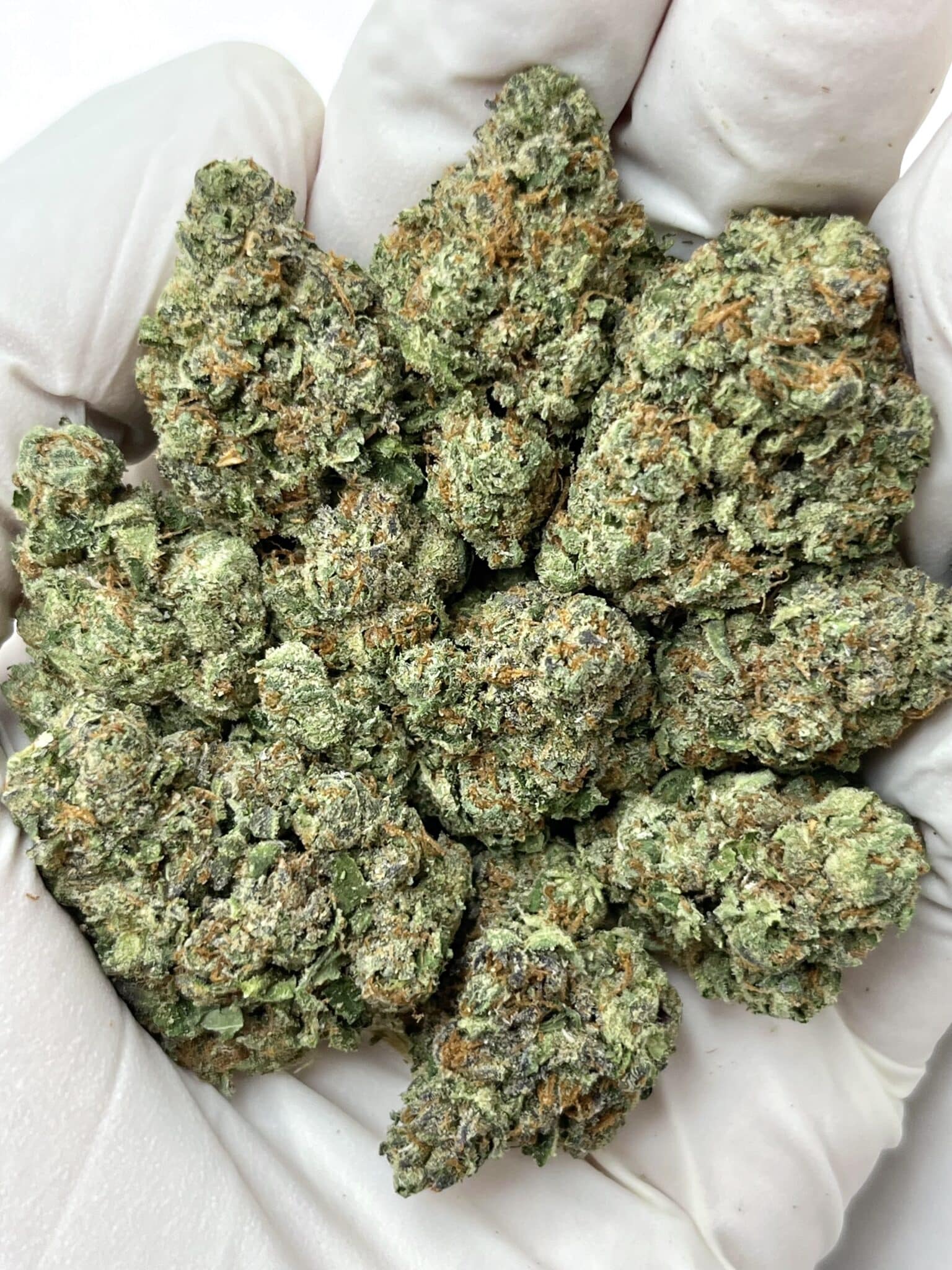 Mango Haze THCA flower buds