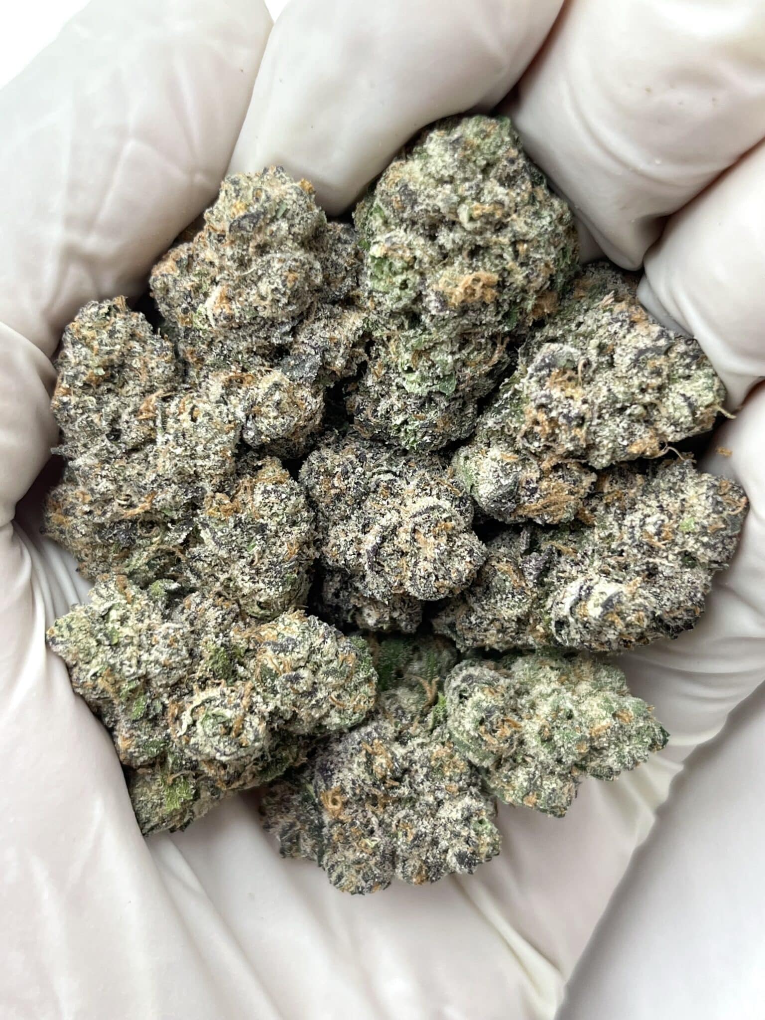 Blue Slushie THCA flower buds