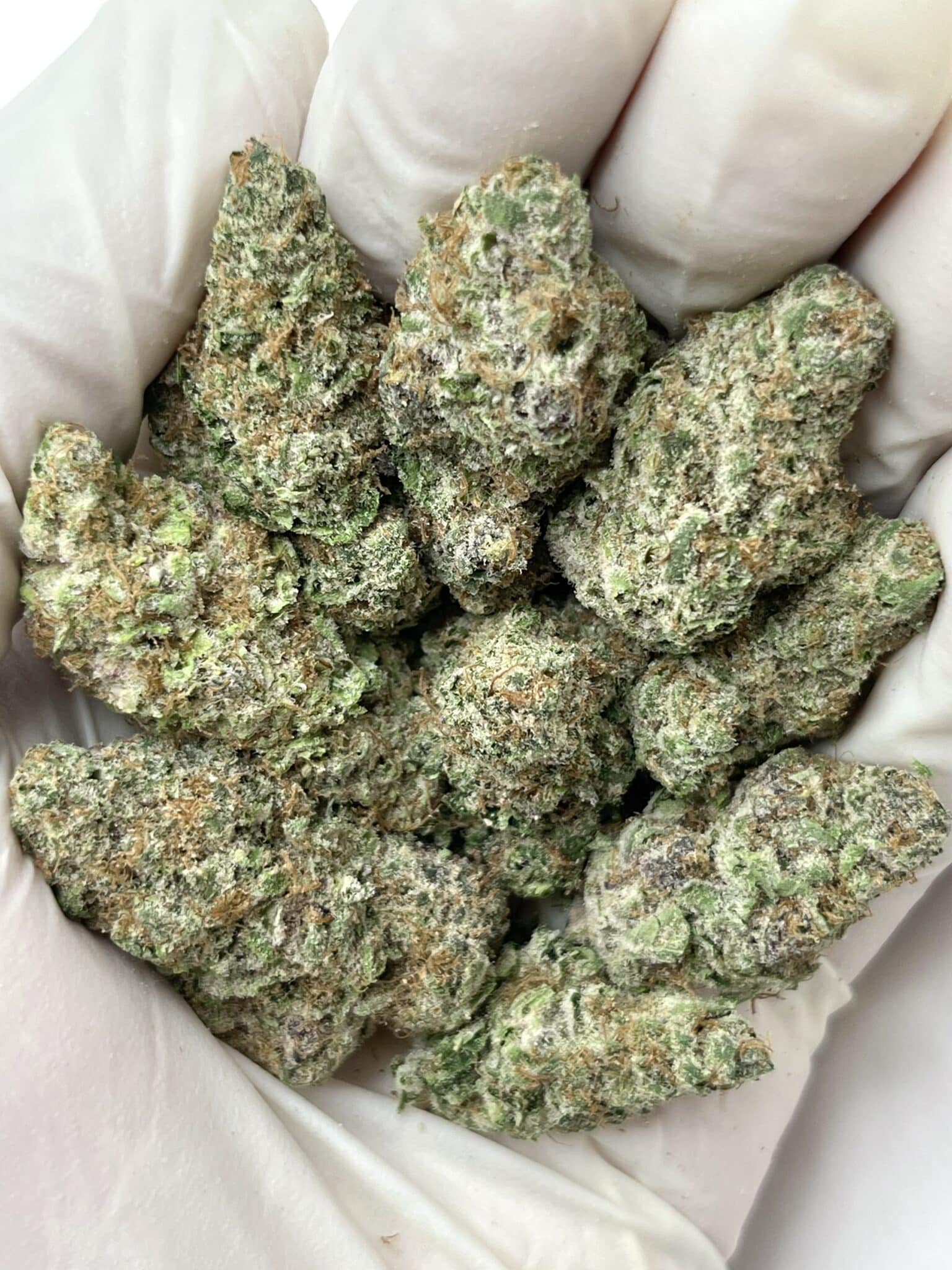 Black Cherry Punch THCA flower macro photo
