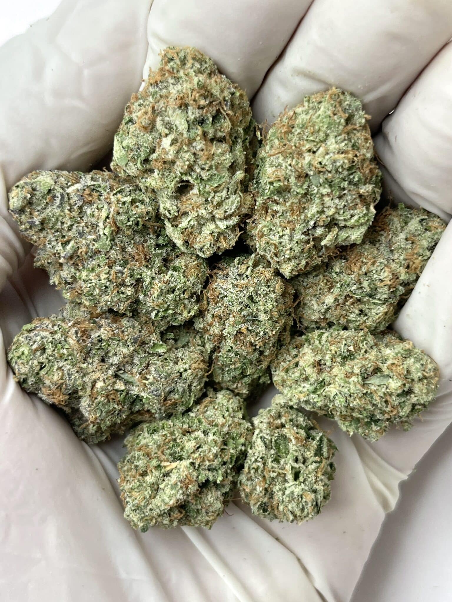Lemon Mintz THCA flower buds