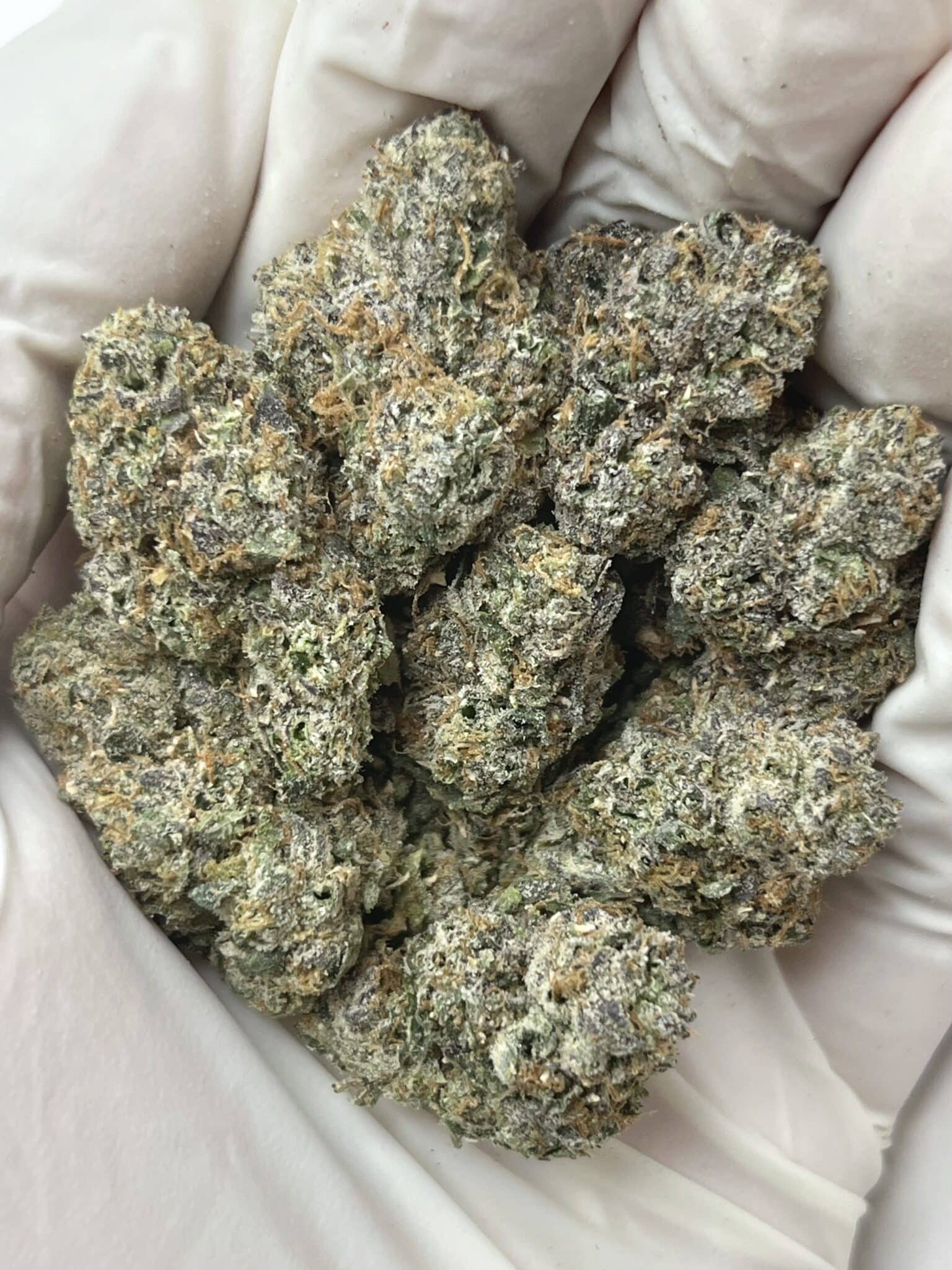Gelato 33 THCA flower buds