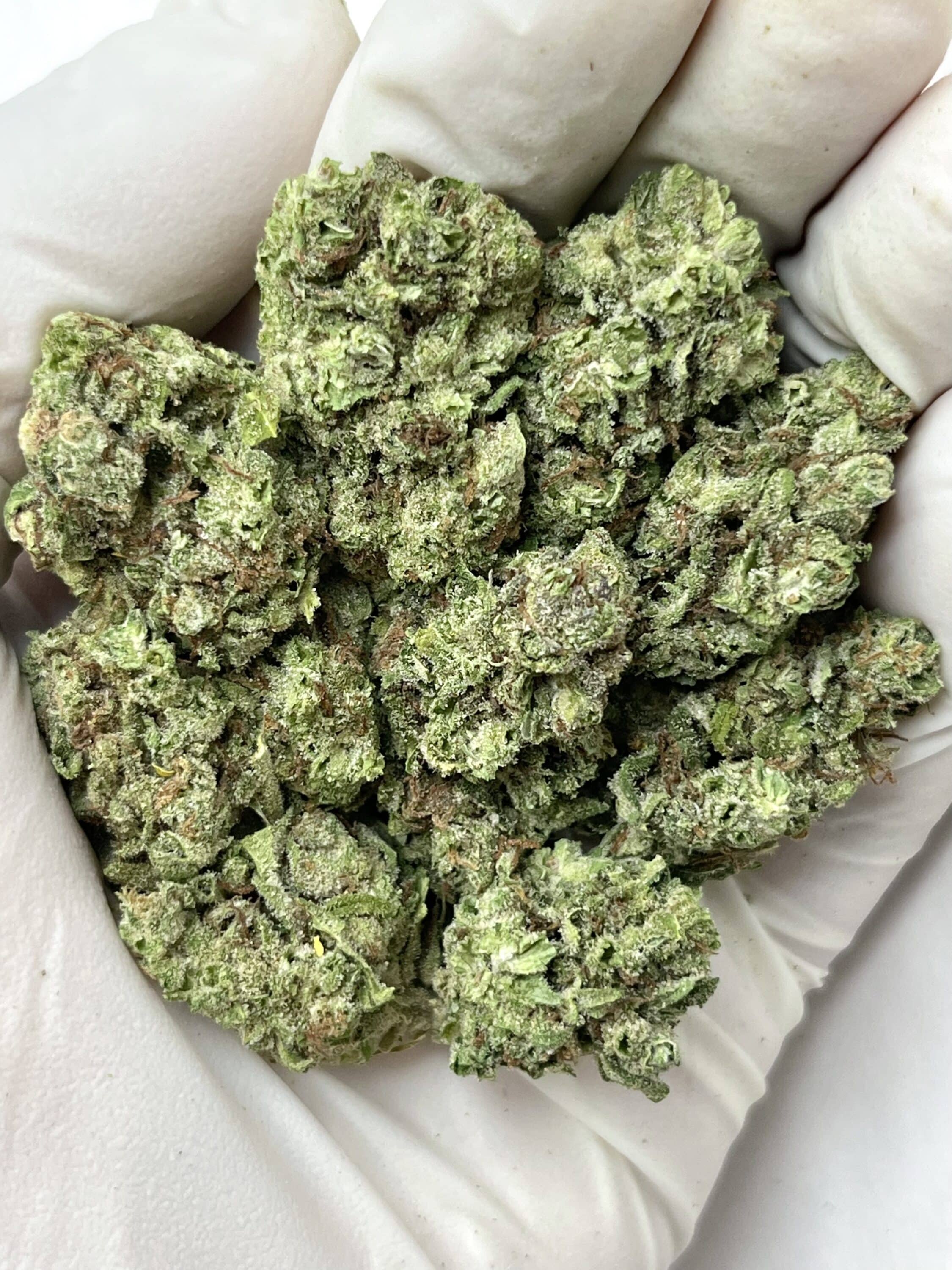 Blue Dream THCA flower buds