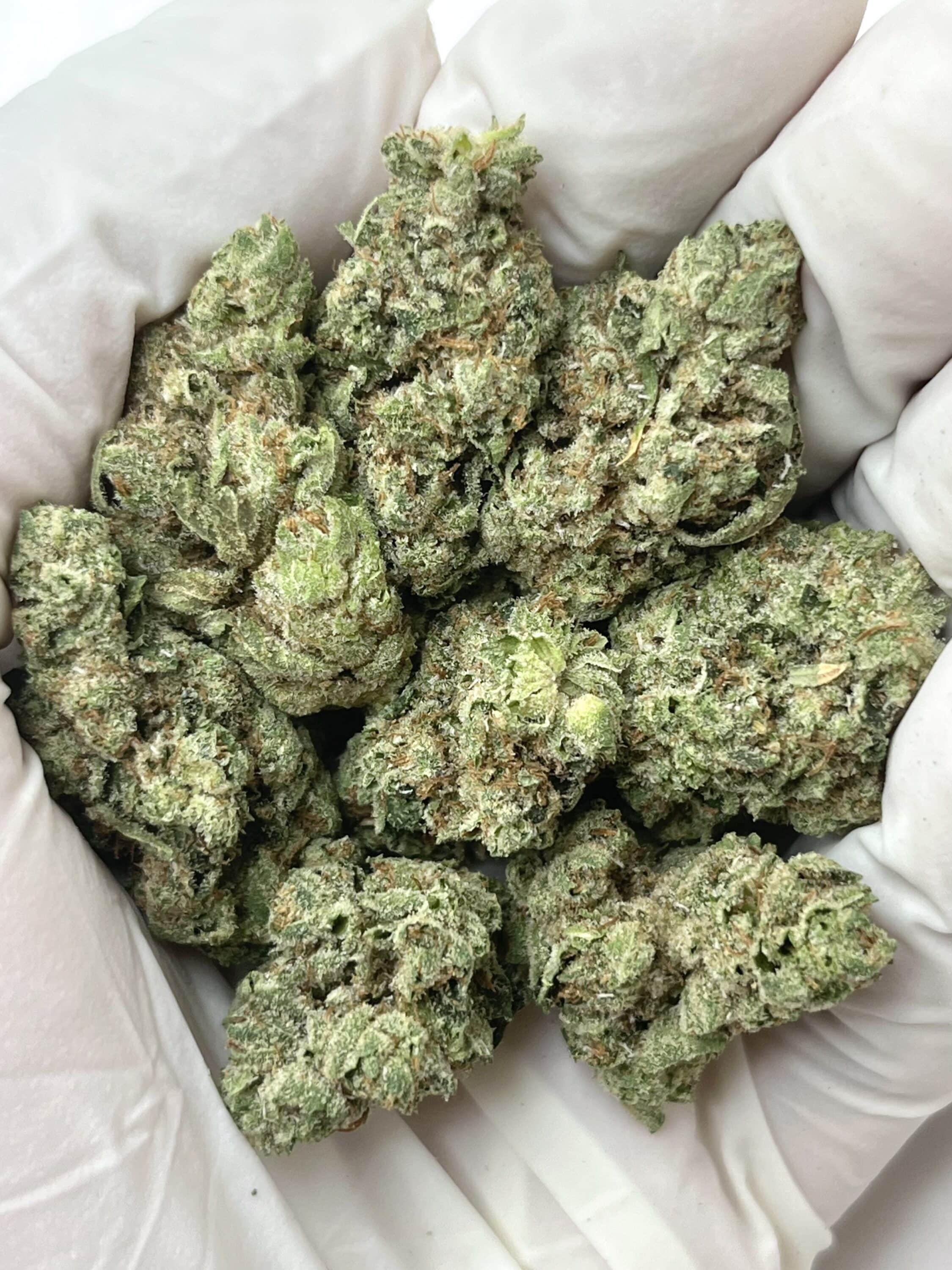Original Glue THCA flower buds