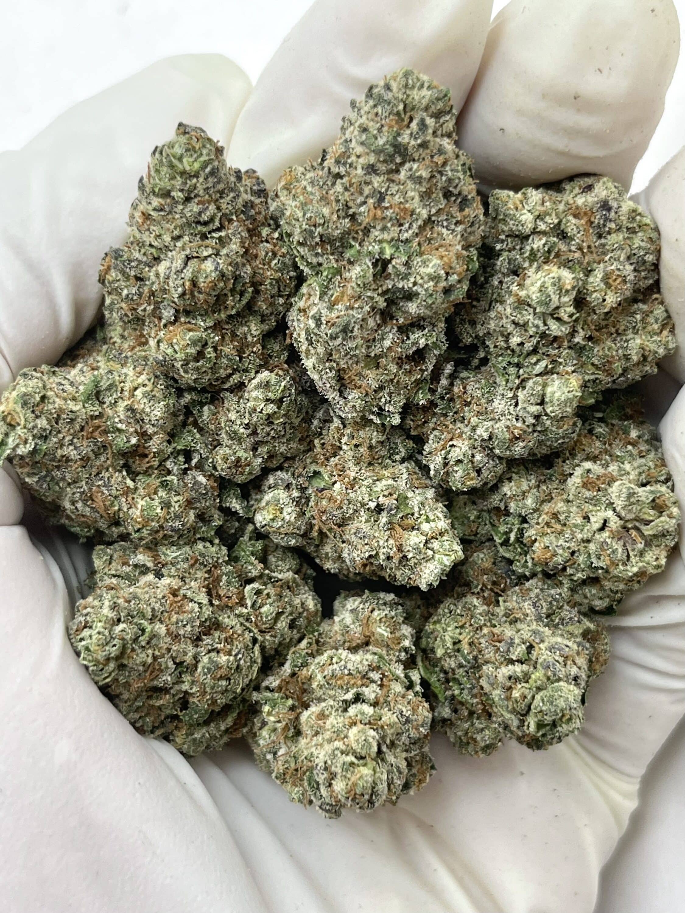 Rainbow Push Pop THCA flower buds