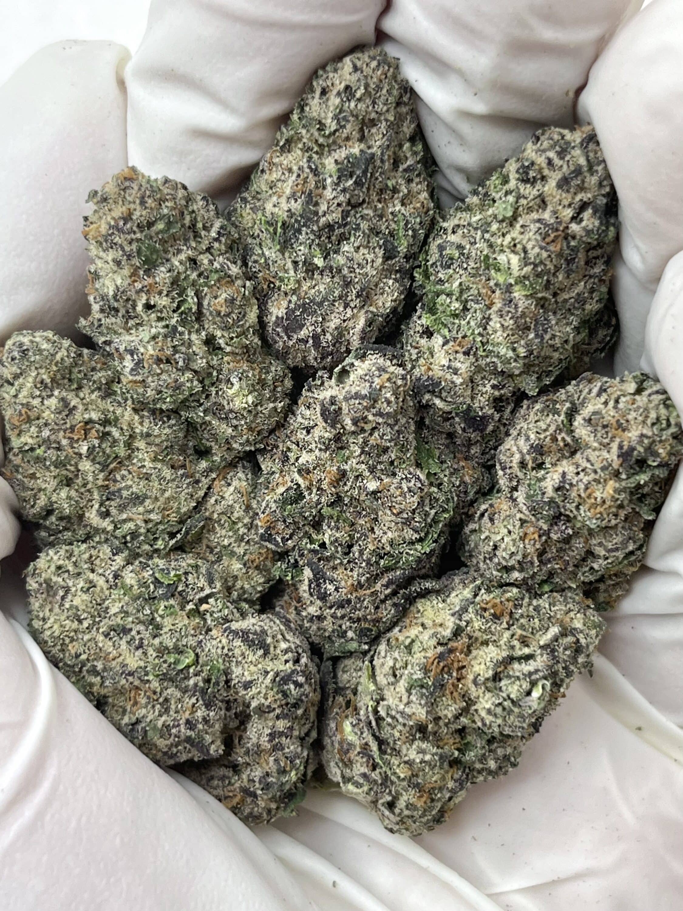 Black Magic THCA flower buds