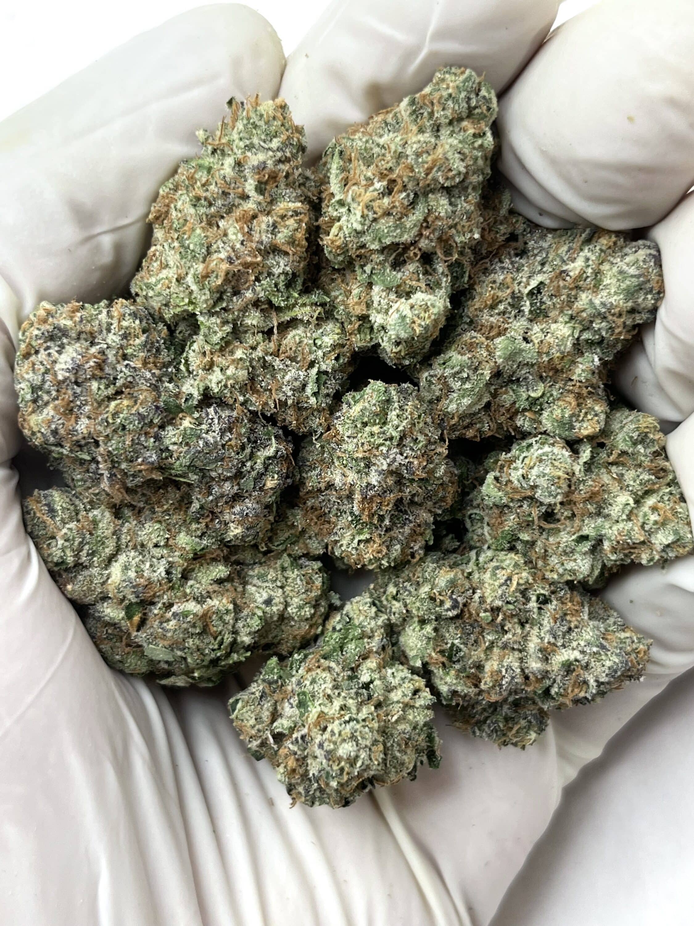 Animal Cookies THCA flower buds