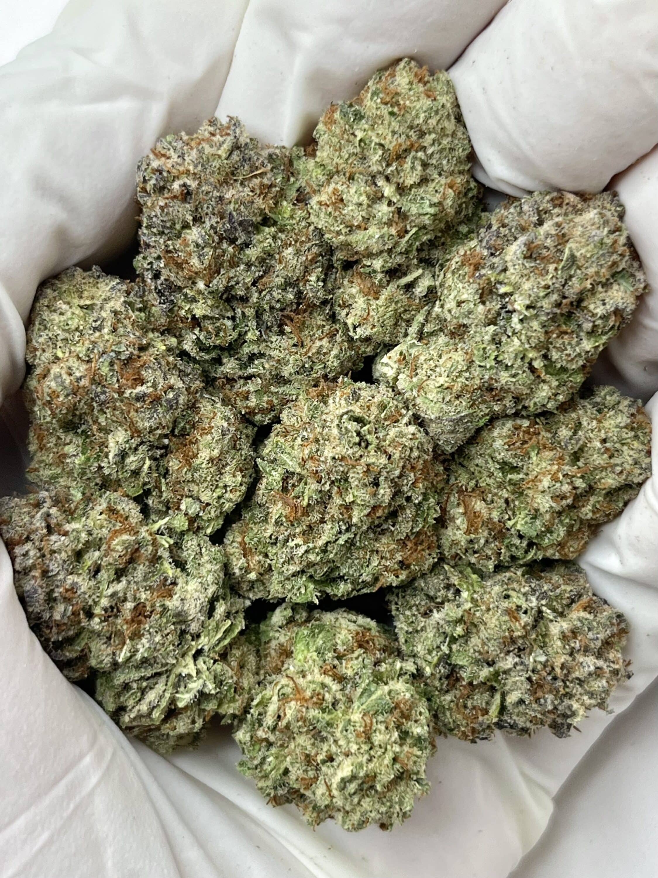 Illuminati THCA flower buds
