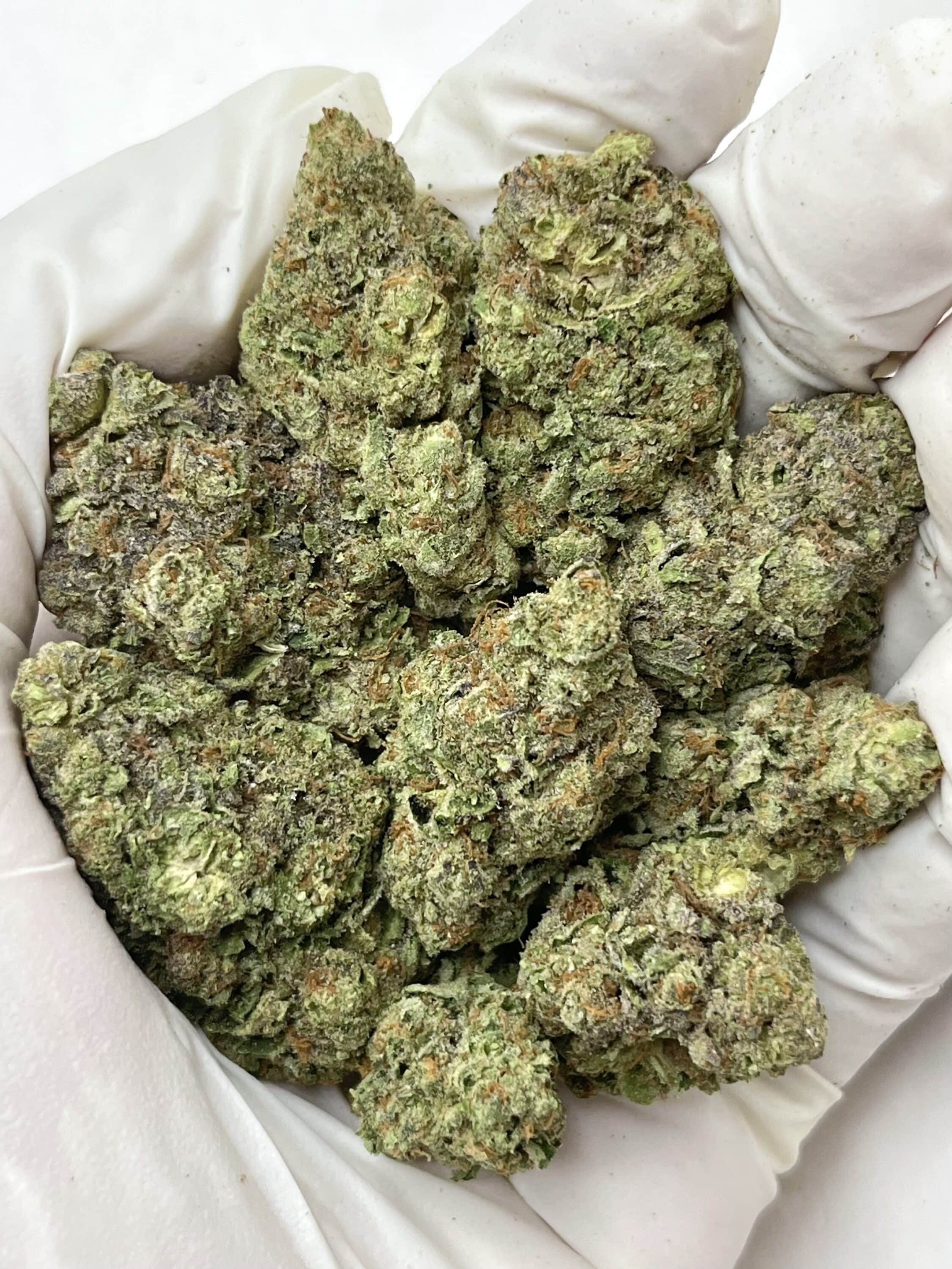 L.P.C THCA flower buds